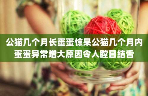 公猫几个月长蛋蛋惊呆公猫几个月内蛋蛋异常增大原因令人瞠目结舌