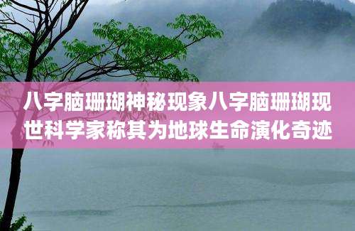 八字脑珊瑚神秘现象八字脑珊瑚现世科学家称其为地球生命演化奇迹