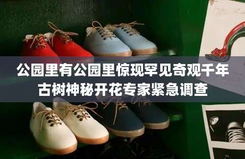 公园里有公园里惊现罕见奇观千年古树神秘开花专家紧急调查