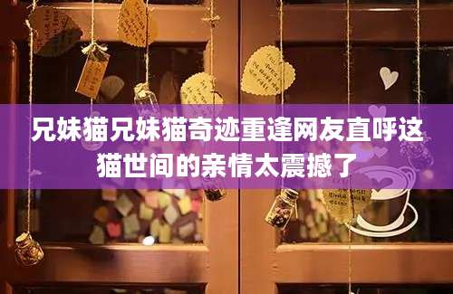 兄妹猫兄妹猫奇迹重逢网友直呼这猫世间的亲情太震撼了