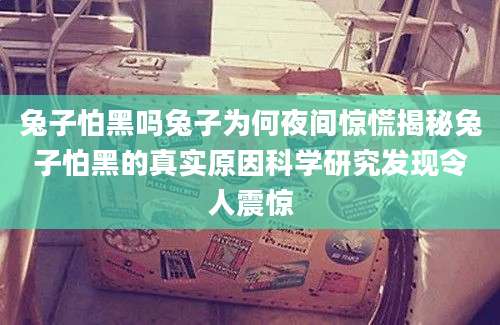 兔子怕黑吗兔子为何夜间惊慌揭秘兔子怕黑的真实原因科学研究发现令人震惊