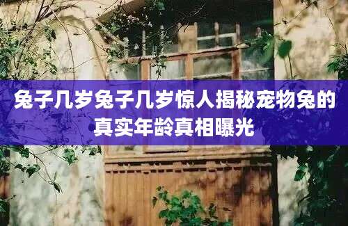 兔子几岁兔子几岁惊人揭秘宠物兔的真实年龄真相曝光