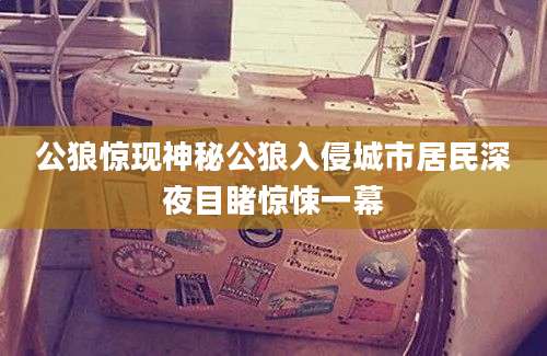 公狼惊现神秘公狼入侵城市居民深夜目睹惊悚一幕