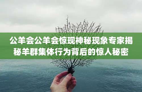 公羊会公羊会惊现神秘现象专家揭秘羊群集体行为背后的惊人秘密